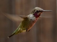 Hummer3.jpg