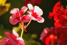 geraniums DSC_1160.jpg