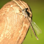 Dragonfly DSC_1141.jpg
