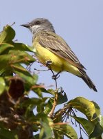 Kingbird.jpg