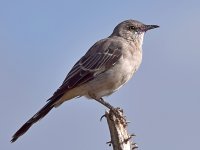 Mockingbird.jpg