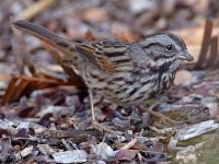 Sparrow3.jpg