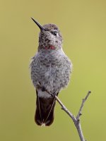 Hummer3.jpg