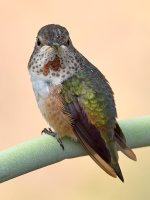 Hummer20.jpg