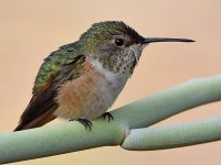 Hummer24.jpg