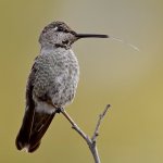 Hummer11.jpg