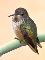 Hummer19.jpg