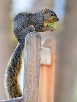 Squirrel3.jpg