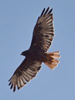 Hawk.jpg