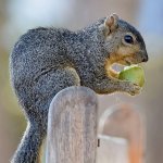 Squirrel4.jpg