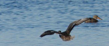 DSC_1377+Duck BIF -0001.jpg