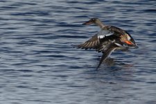 DSC_1664+Duck BIF-0001.jpg