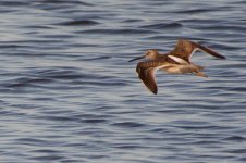 DSC_1666+Shorebirds BIF-0003.jpg