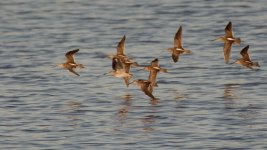 DSC_1672+Shorebirds BIF-0001.jpg