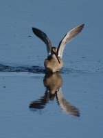 DSC_1717+Shorebirds-0009.jpg