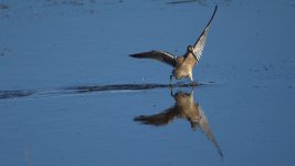 Shorebird landing DSC_1716 -1.jpg