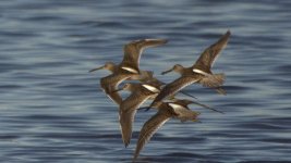 Shorebirds BIF DSC_1670 -1.jpg