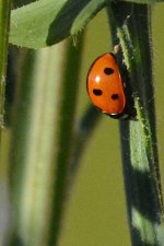 DSC_1842+Ladybug-0001.jpg