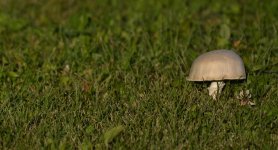 DSC_1824+Mushroom-0002.jpg