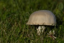 DSC_1829+Mushroom-0001.jpg