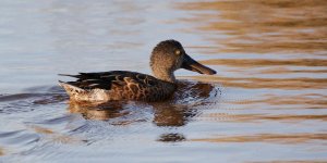 DSC_1562+DUCKS -0022.jpg
