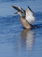 DSC_1755+Duck Spreading Wings-0001.jpg