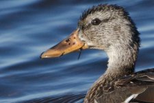 DSC_1424+Ducks -0008.jpg