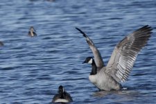 DSC_1618+Canada Gooses-0004.jpg