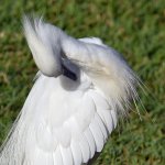 Egret5.jpg