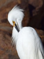 Egret9.jpg