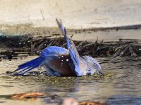 Bluebird2.jpg