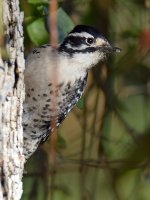 Woodpecker2.jpg