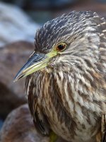 BlackHeron4.jpg
