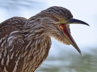 BlackHeron10.jpg