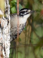 Woodpecker.jpg