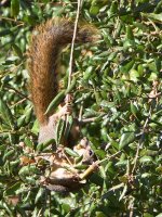 Squirrel.jpg