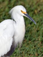 Egret3.jpg