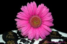 Pink Gerbera Daisy 9-15-2016.jpg