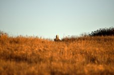 ROY_9251.JPG