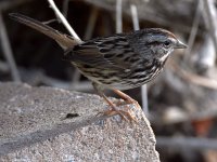 Sparrow.jpg