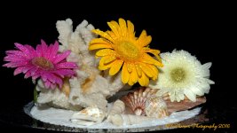 Shells and Gerbera Dasies 9-16-2016.jpg