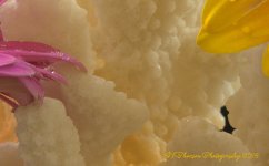 Sea Coral 9-16-2016.jpg