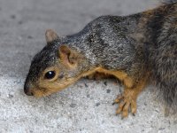 Squirrel.jpg