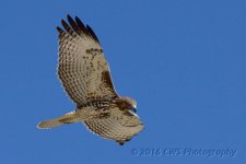 9-16-16-cr__D7K4277.jpg