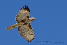 9-16-16-cr__D7K4278.jpg