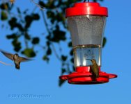 9-17-16-cr__D7K4305.jpg