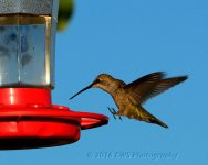 9-17-16-cr__D7K4358.jpg