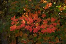 Autumn Leaves 9-17-2016.jpg