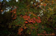 Autumn Leaves #3 9-17-2016.jpg