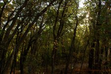 Forest  9-17-2016.jpg